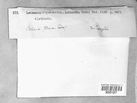 Cerothallia luteoalba image